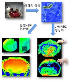 "새로운 조영제로 세포치료 MRI 활용 폭 넓혀"