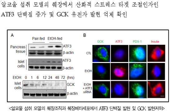 과음으로 인한 당뇨병 발생 촉진 유전자 첫 발견