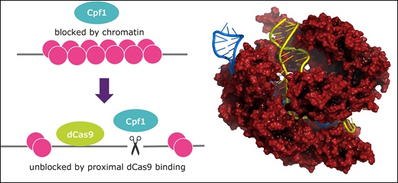 머크,  새로운 CRISPR 유전자 교정기술 개발