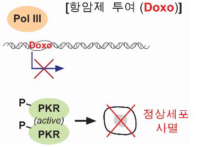 부작용 없는 항암제 가능할까…국내 연구진 단초 제시