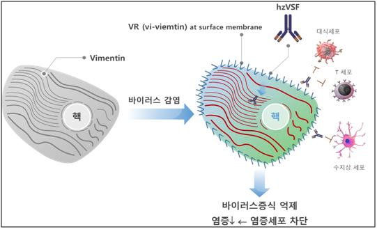 이뮨메드 "VSF, 코로나19 치료목적 사용 확대"