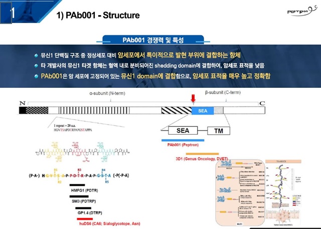 펩트론 "中 수출 항체신약, CAR-T로 추가계약 추진"