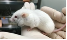 식약처, 질환모델동물 27종 기술이전…신약개발에 활용