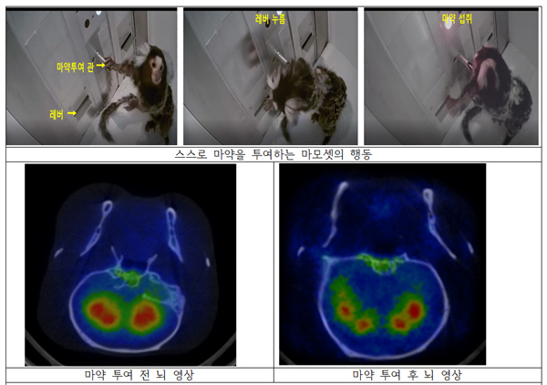충북약대 윤재석 교수팀, 마모셋 '약물중독 모델' 개발