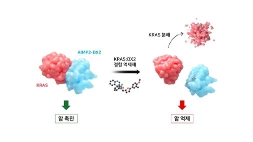 연세대 김성훈 교수팀, 국제학술지에 새로운 암 촉진 기전 밝혀 