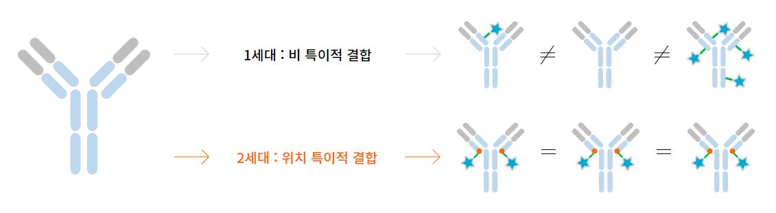 한달 새 기술도입 2건...암젠, ADC 파이프라인 강화