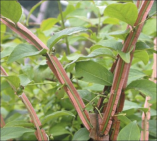동성제약, 화살나무추출물특허 SCI급 학술지 등재