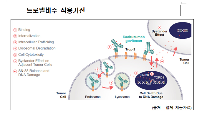삼중음성유방암 치료제 '트로델비주' 국내 품목허가