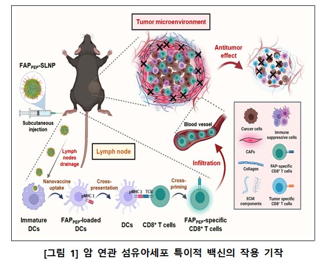 KAIST 전상용 교수팀, 나노입자 항암 백신 개발