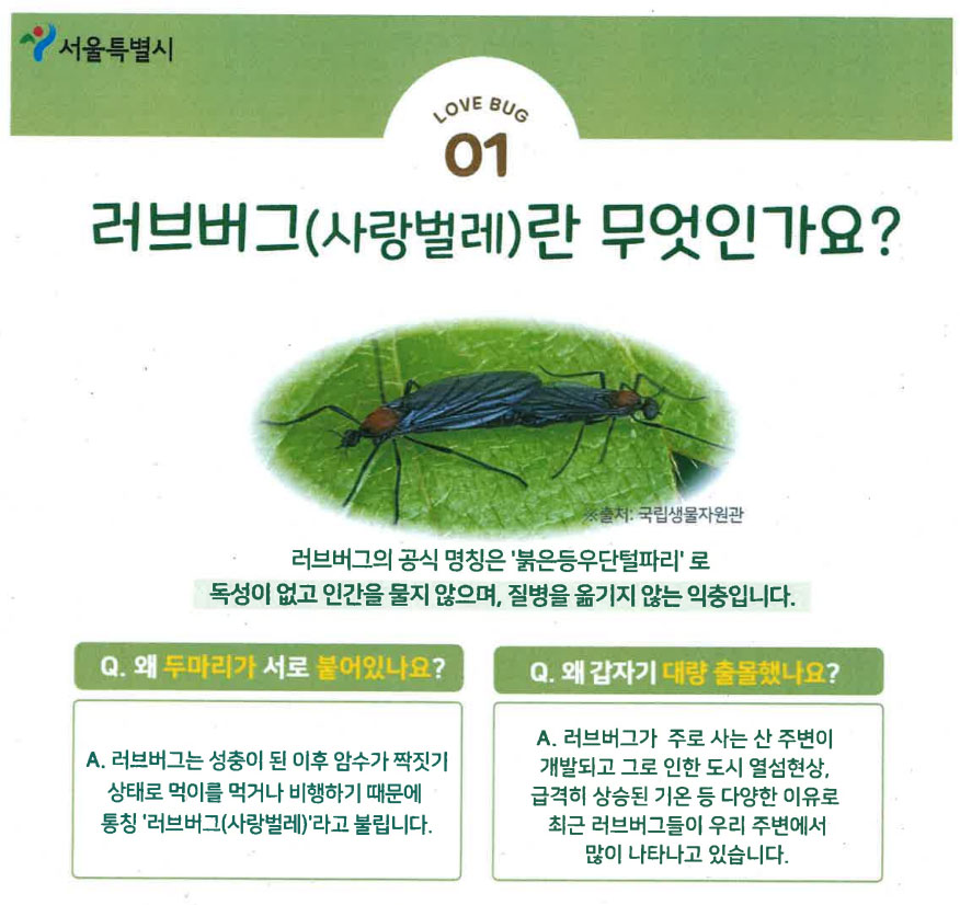 러브버그 약국에까지 출몰…판매 정체 살충제도 '꿈틀'
