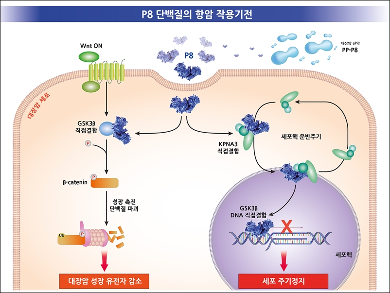 쎌바이오텍, 대장암 신약 'PP-P8' 항암 작용기전 규명
