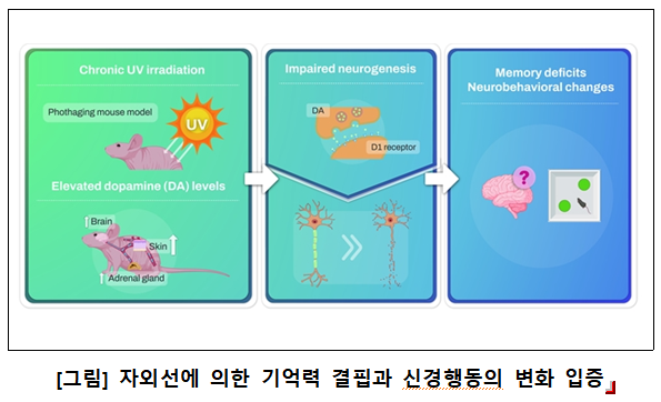 "피부에 닿는 자외선, 기억력 감퇴 유발"