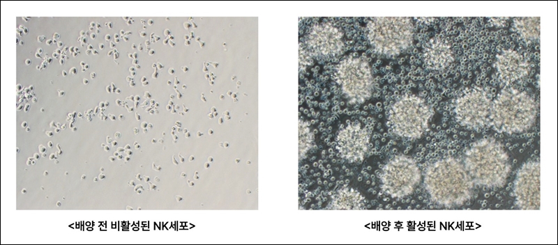 차바이오텍, CAR-NK세포치료제 개발 리딩..."효과 배가"