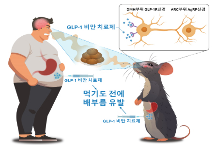 "먹기도 전에 배부르다"...GLP-1 작용기전 밝혀낸 뇌과학자
