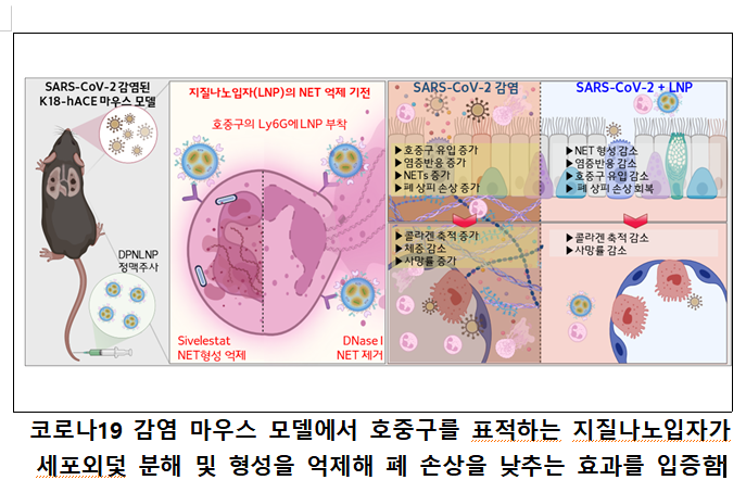 한-미 연구진, 코로나 폐 손상 억제 나노약물 기술 개발