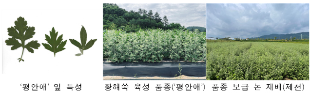 동아제약, 위 건강 효능 '황해쑥' 건기식 개발 착수